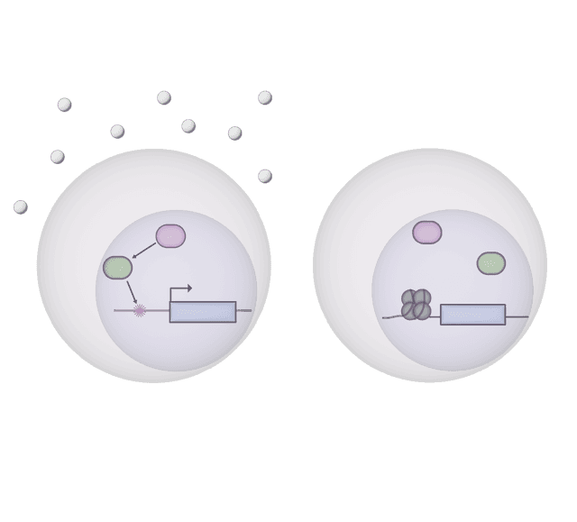 Extracellular environment