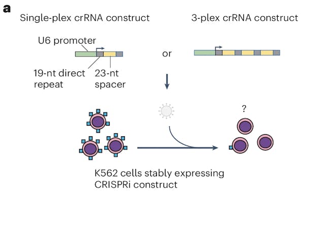 Engineered CRISPR-Cas12a for higher-order combinatorial chromatin perturbations