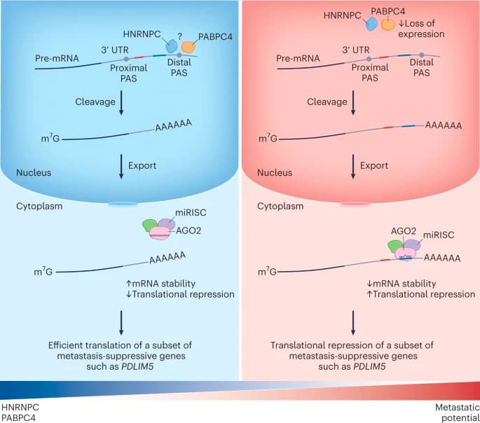 An mRNA processing pathway suppresses metastasis by governing translational control from the nucleus