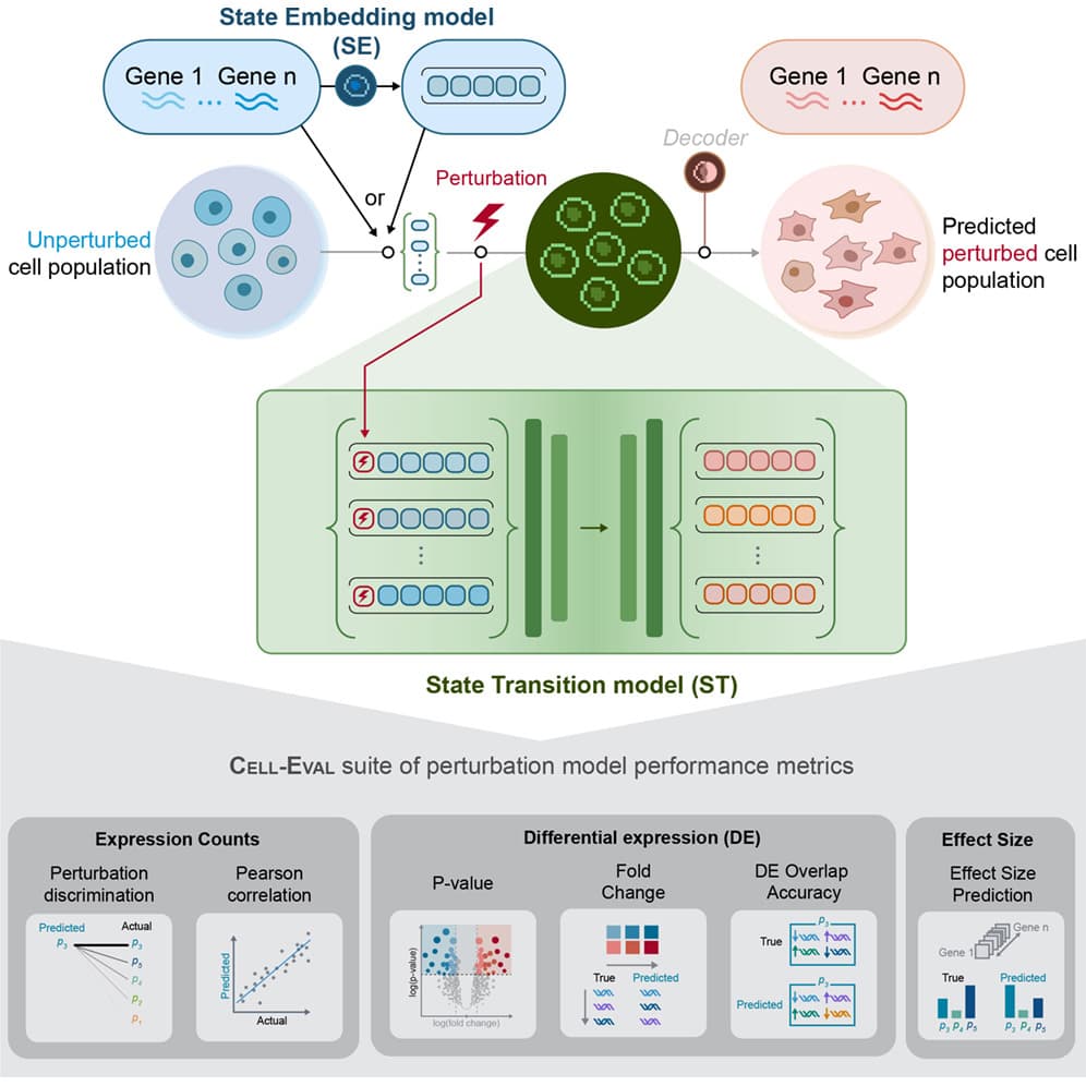 Predicting cellular responses to perturbation across diverse contexts with State