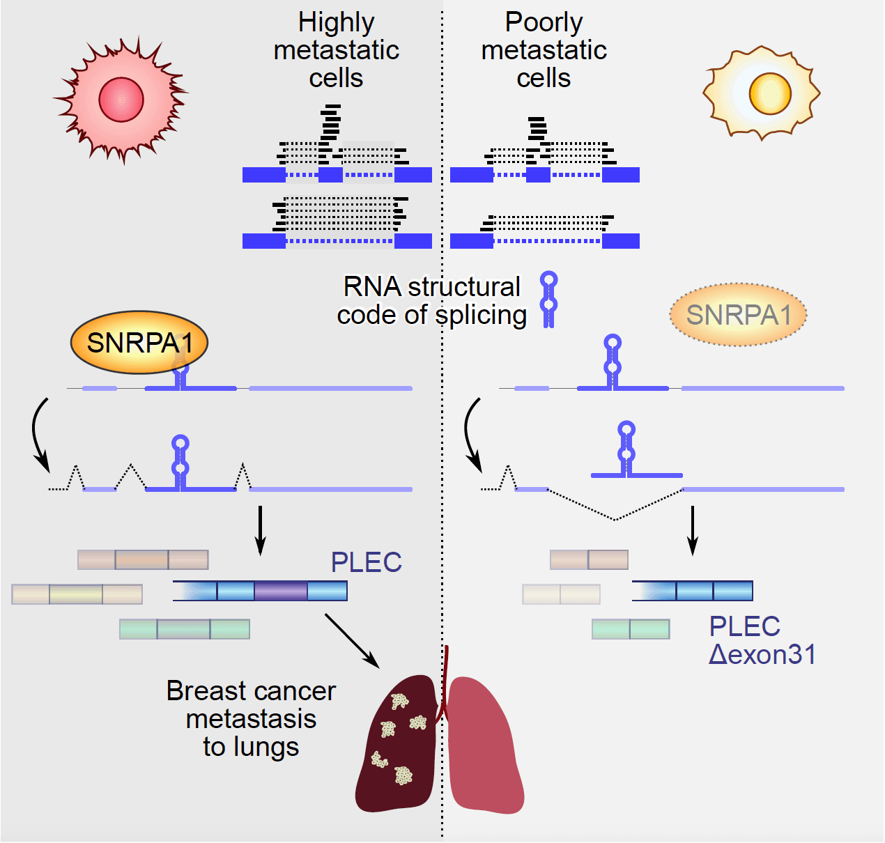 A prometastatic splicing program regulated by SNRPA1 interactions with structured RNA elements