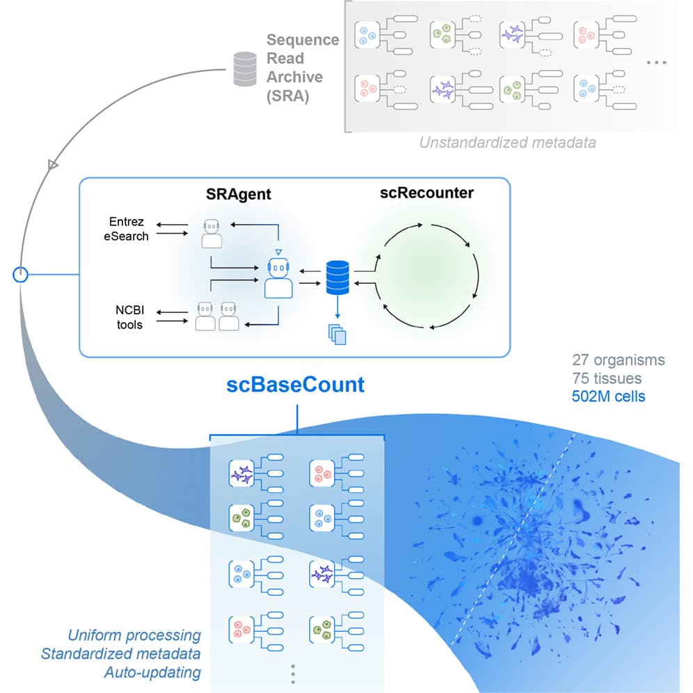 scBaseCount: An AI agent-curated, standardized, auto-updated single-cell data repository