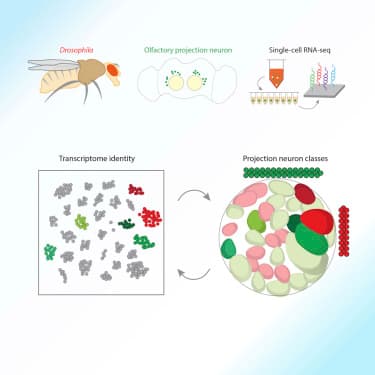 Classifying Drosophila olfactory projection neuron subtypes by single-cell RNA sequencing