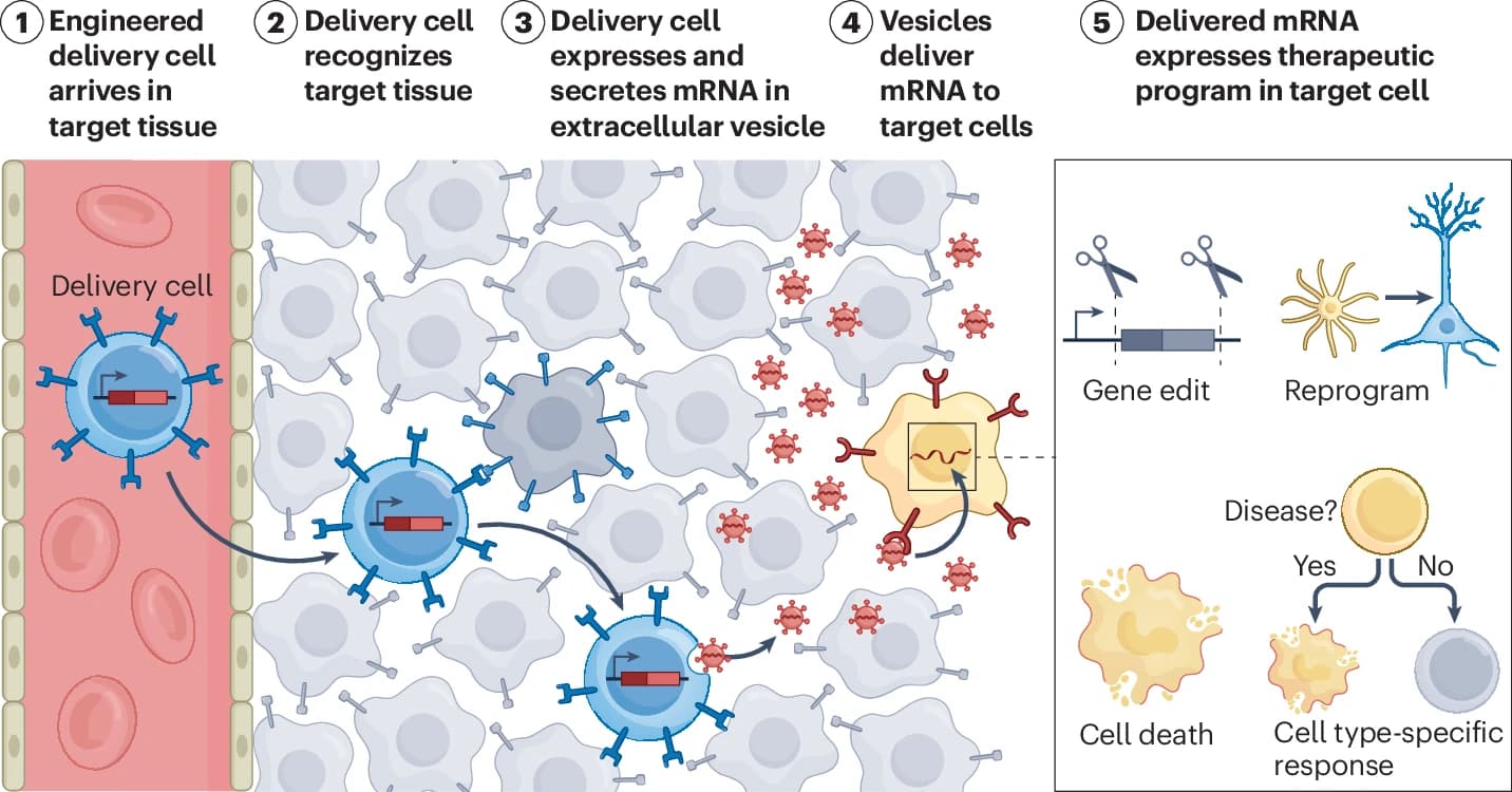 Engineered cells as programmable mRNA delivery vehicles