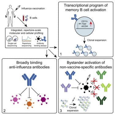 Memory B Cell Activation, Broad Anti-influenza Antibodies, and Bystander Activation Revealed by Single-Cell Transcriptomics