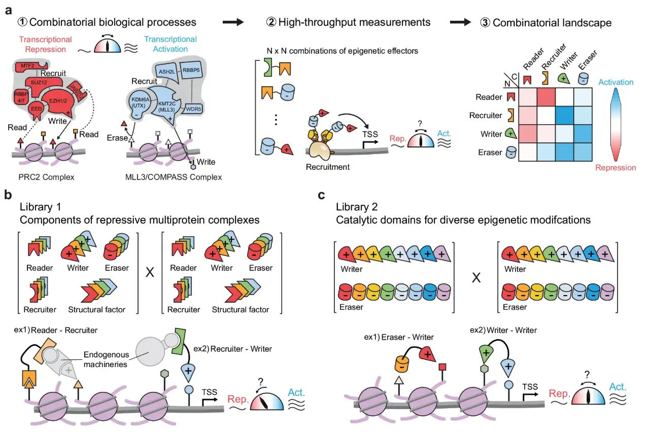 A combinatorial domain screening platform reveals epigenetic effector interactions for transcriptional perturbation