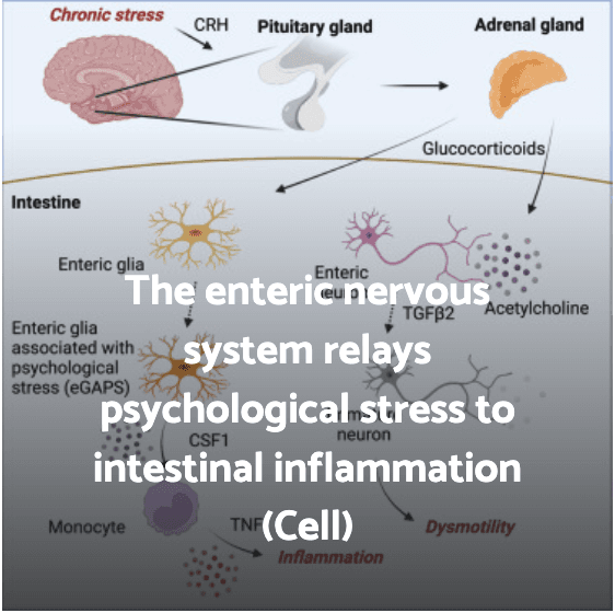 The enteric nervous system relays psychological stress to intestinal inflammation