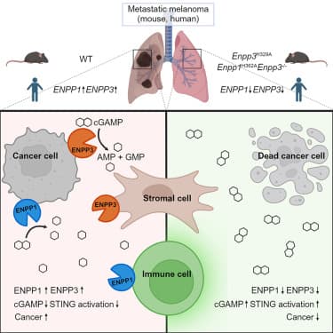 Identification of the extracellular membrane protein ENPP3 as a major cGAMP hydrolase and innate immune checkpoint