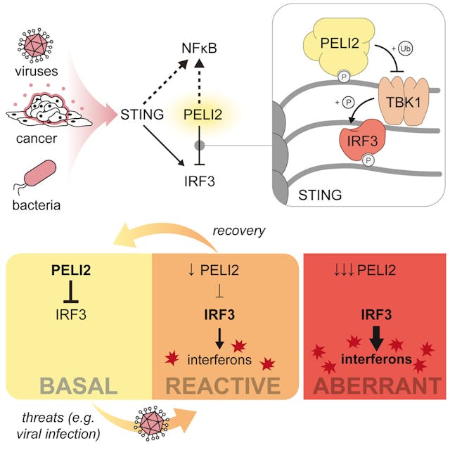 PELI2 is a negative regulator of STING signaling that is dynamically repressed during viral infection