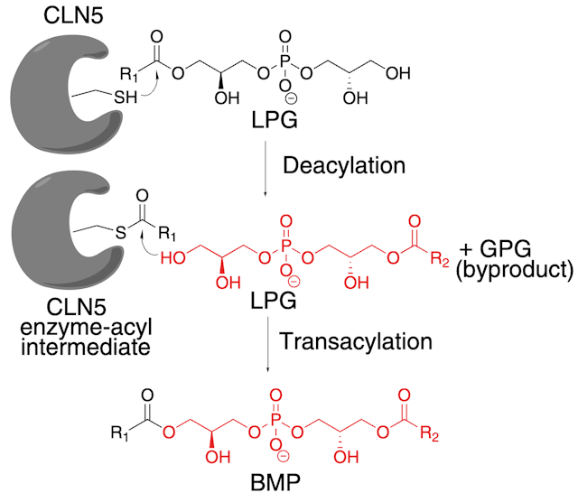 The Batten disease gene product CLN5 is the lysosomal bis (monoacylglycero) phosphate synthase