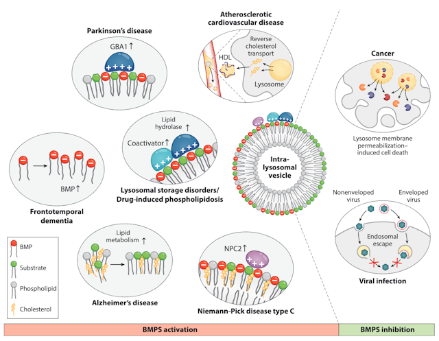 The Bis(monoacylglycero)-phosphate Hypothesis: From Lysosomal Function to Therapeutic Avenues