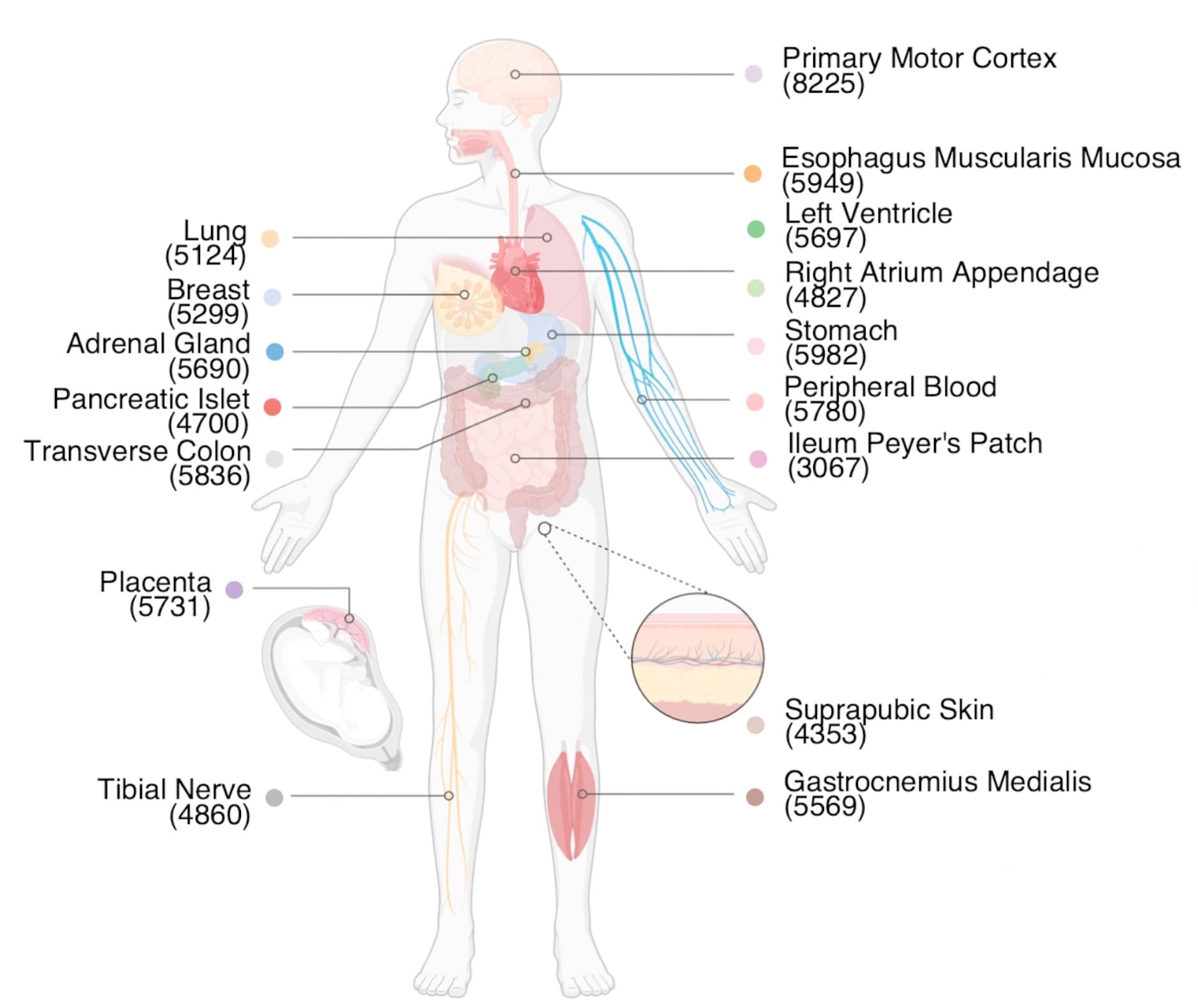 Human Body Single-Cell Atlas of 3D Genome Organization and DNA Methylation