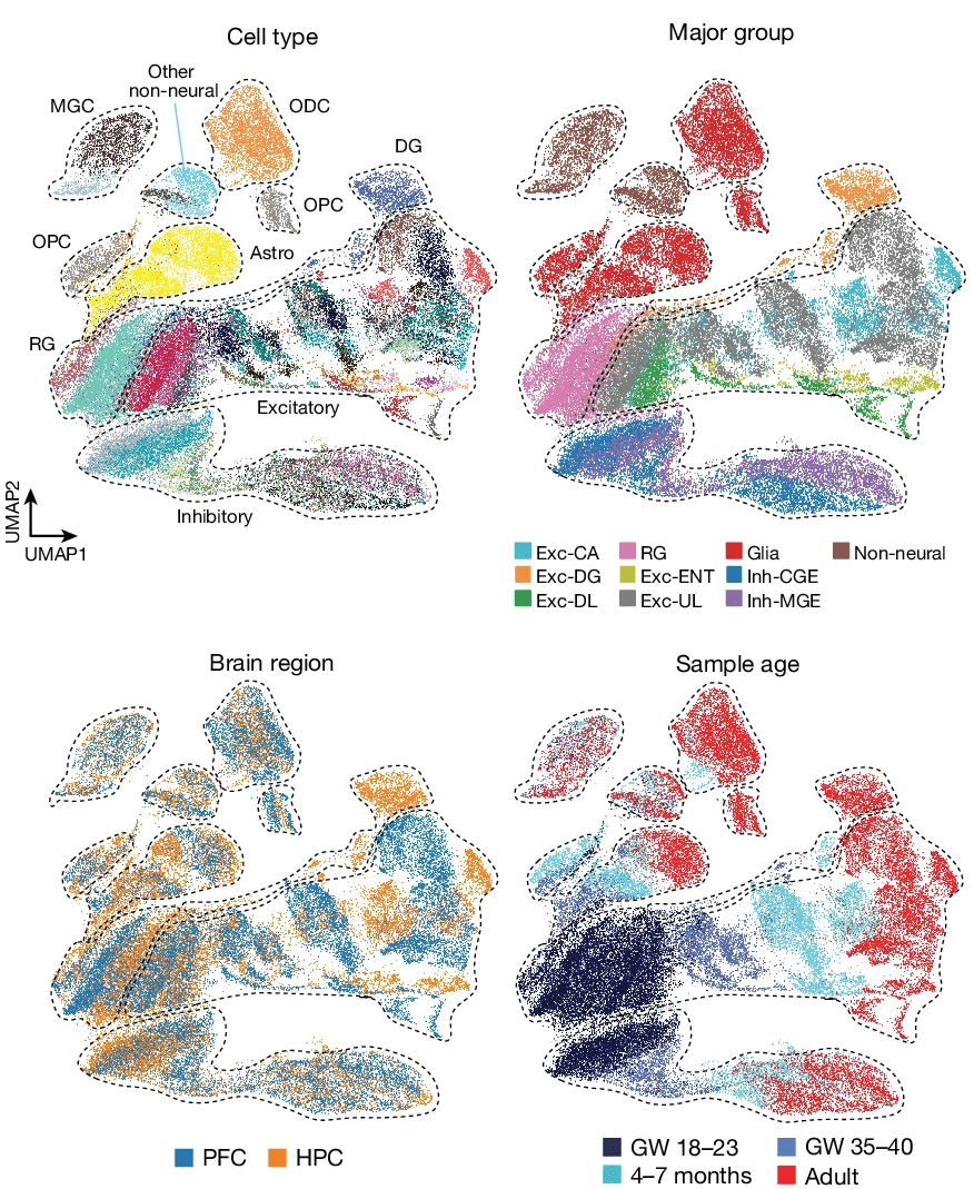 Temporally distinct 3D multi-omic dynamics in the developing human brain