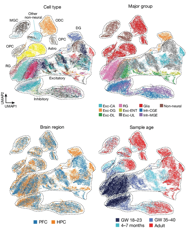 Temporally distinct 3D multi-omic dynamics in the developing human brain