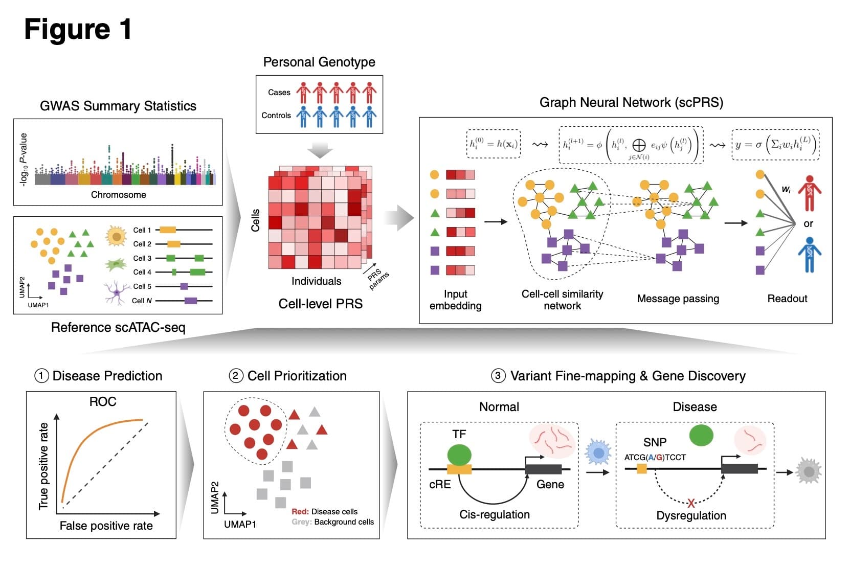 Single-cell polygenic risk scores dissect cellular and molecular heterogeneity of complex human diseases