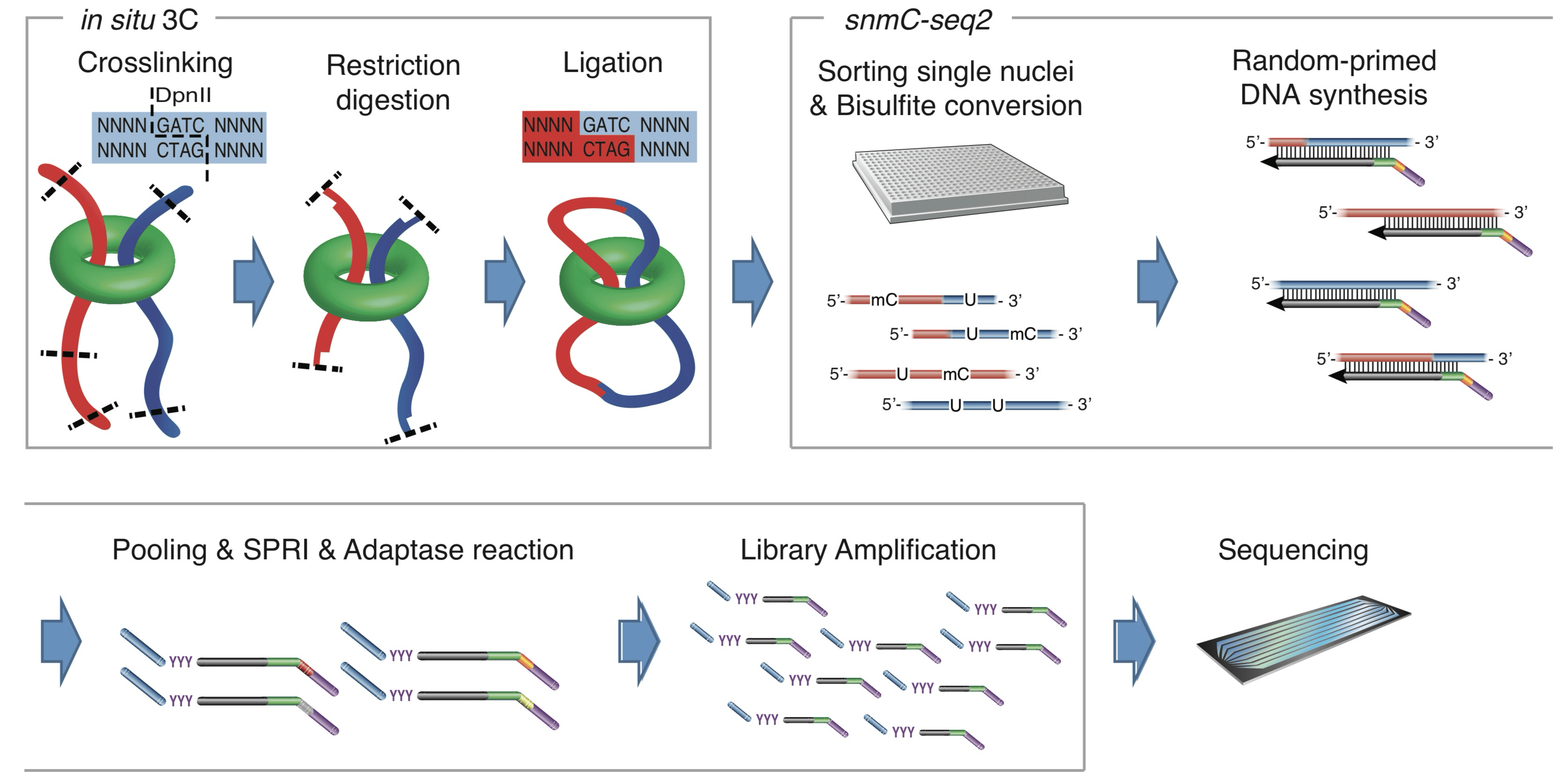 Simultaneous profiling of 3D genome structure and DNA methylation in single human cells