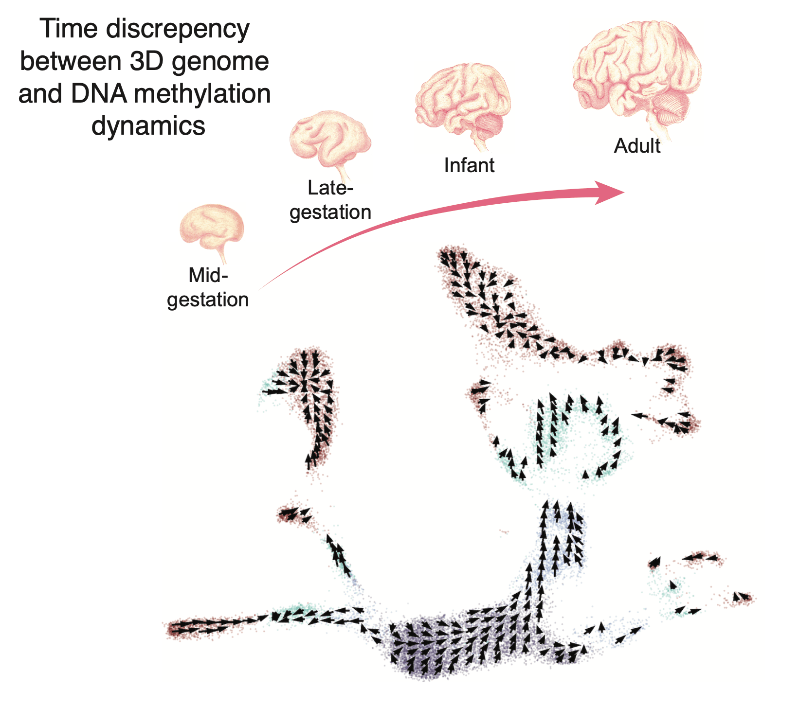 Temporally distinct 3D multi-omic dynamics in the developing human brain