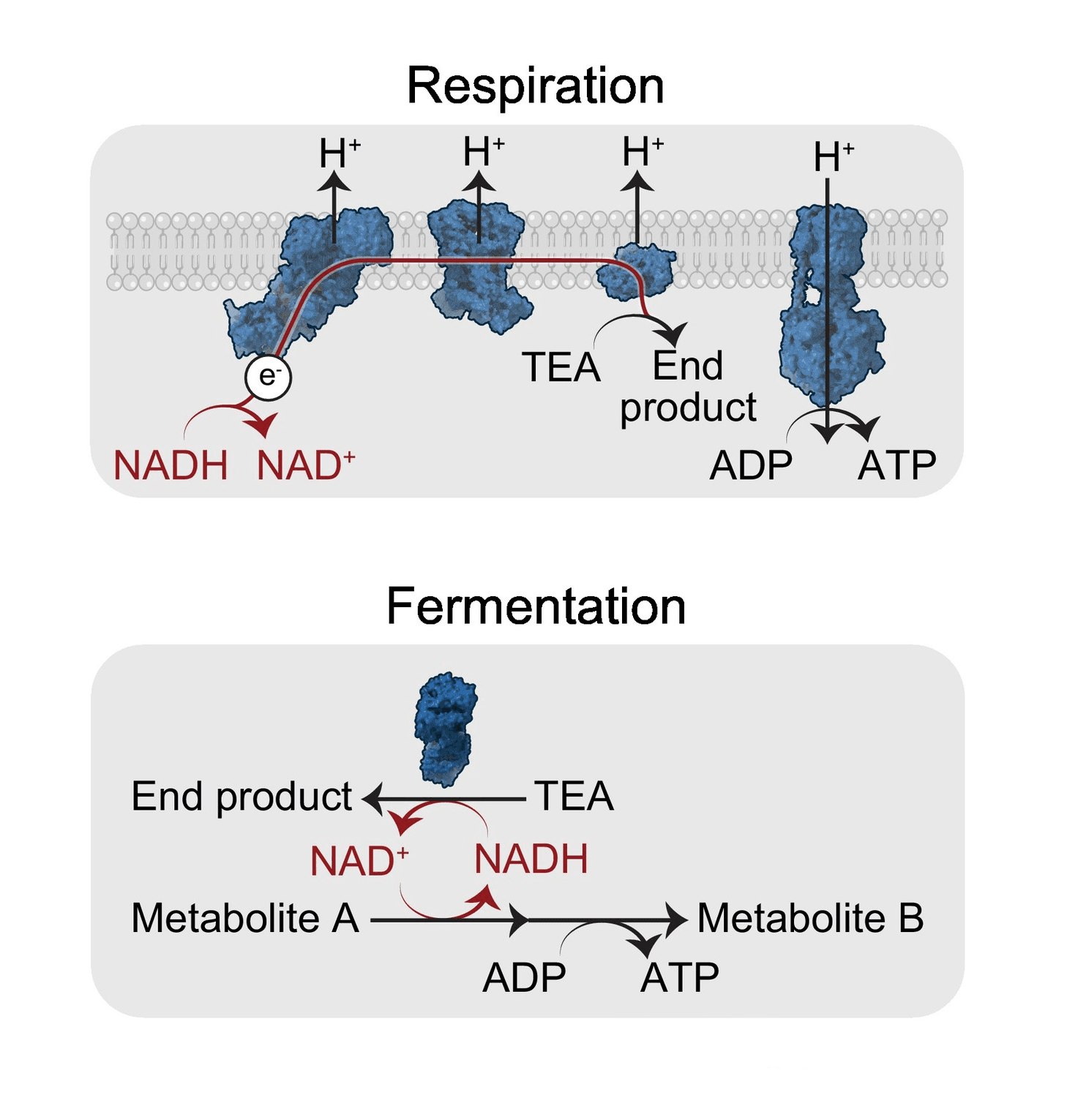 Respiration and fermentation are the two categories of pathways for maintaining electron flow.