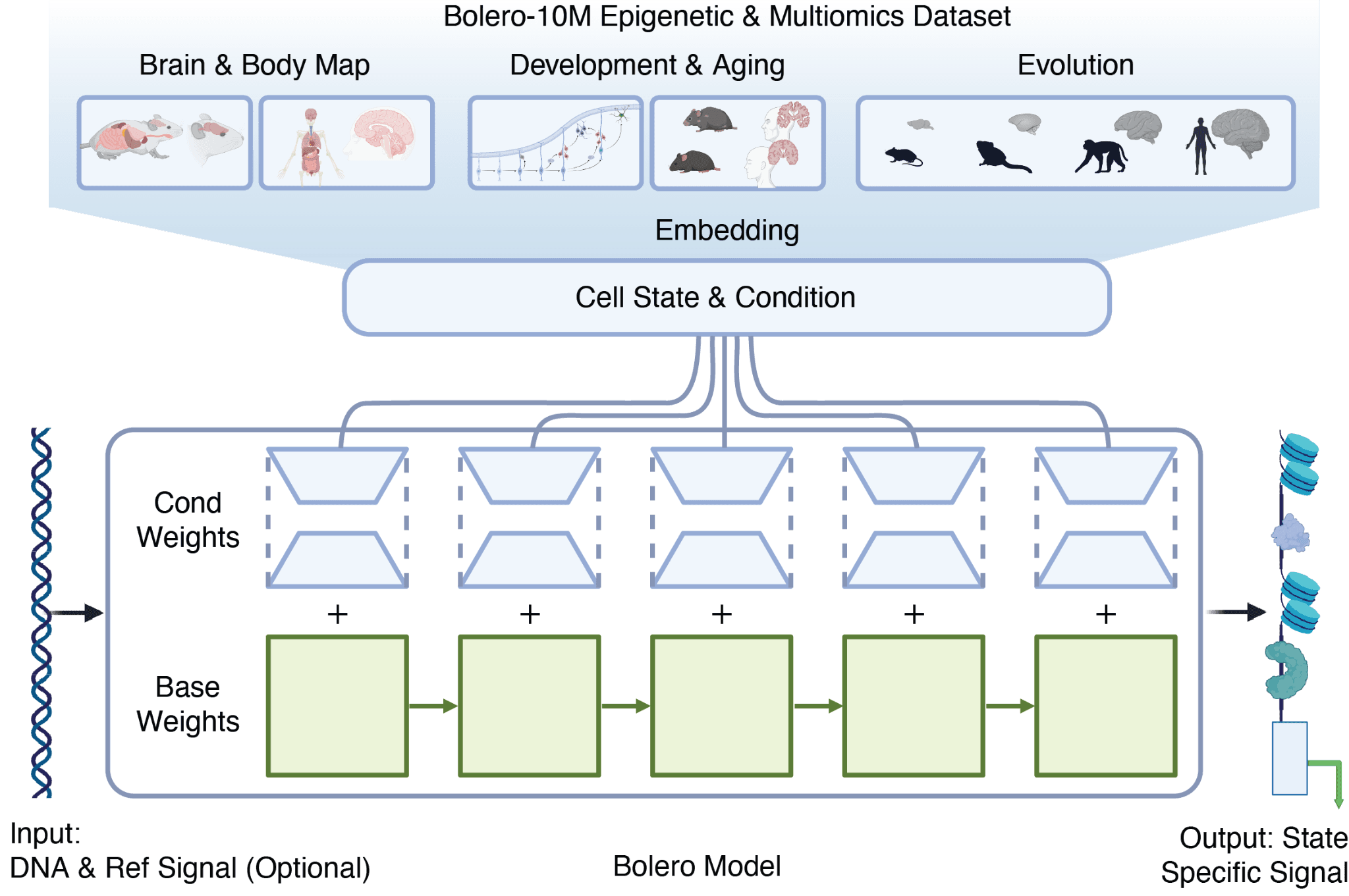 Bolero uses cell-state embeddings from the Bolero-10M Epigenetic & Multiomics dataset to condition a DNA sequence model and predict state-specific signals.