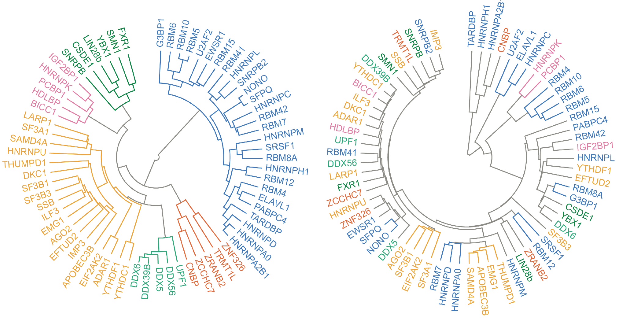 RNA-binding proteins grouped by their protein sequences (left) and by the RNA sequences they bind (right).