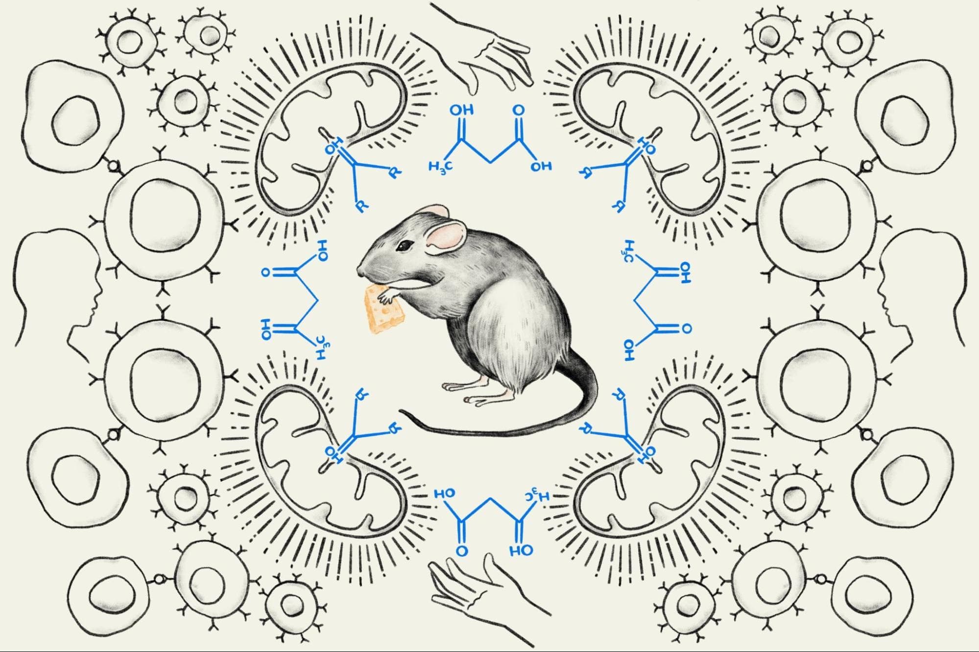 Ketone Supplementation Improves Immunotherapy Outcomes in Mice; Human Clinical Trial Underway