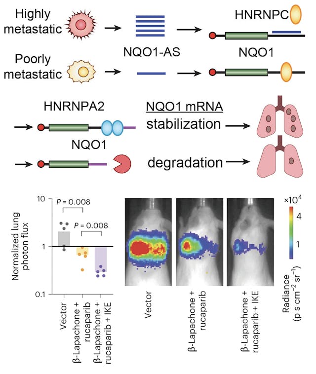 A sense-antisense RNA interaction promotes breast cancer metastasis via regulation of NQO1 expression