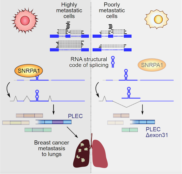 A prometastatic splicing program regulated by SNRPA1 interactions with structured RNA elements