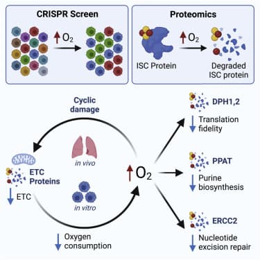 Oxygen toxicity causes cyclic damage by destabilizing specific Fe-S cluster-containing protein complexes
