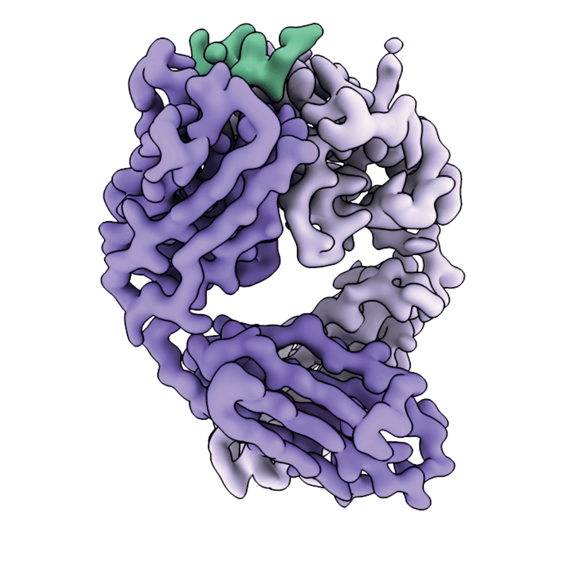 Structure-guided design of a targeted autoantibody degrader for neurologic disease