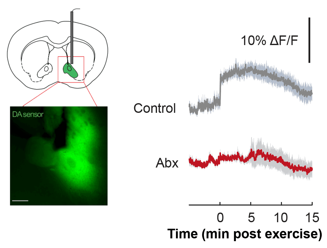 A microbiome-dependent gut–brain pathway regulates motivation for exercise