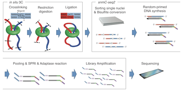 Simultaneous profiling of 3D genome structure and DNA methylation in single human cells