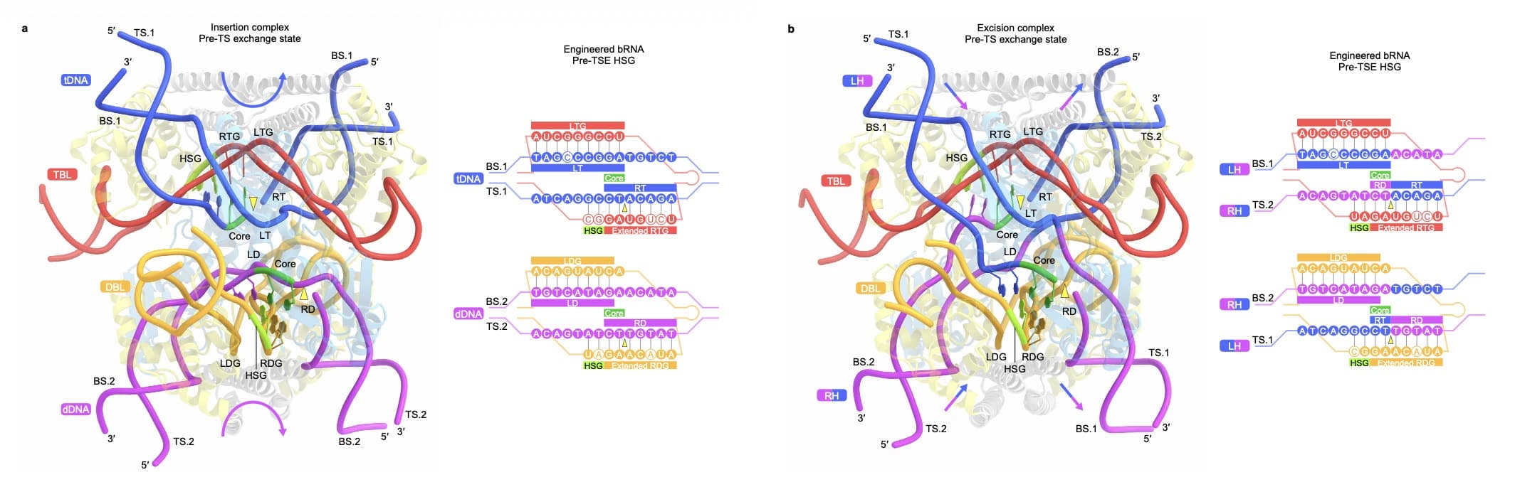 Overcoming the insertion bias in natural bridge recombinase systems for efficient excision
