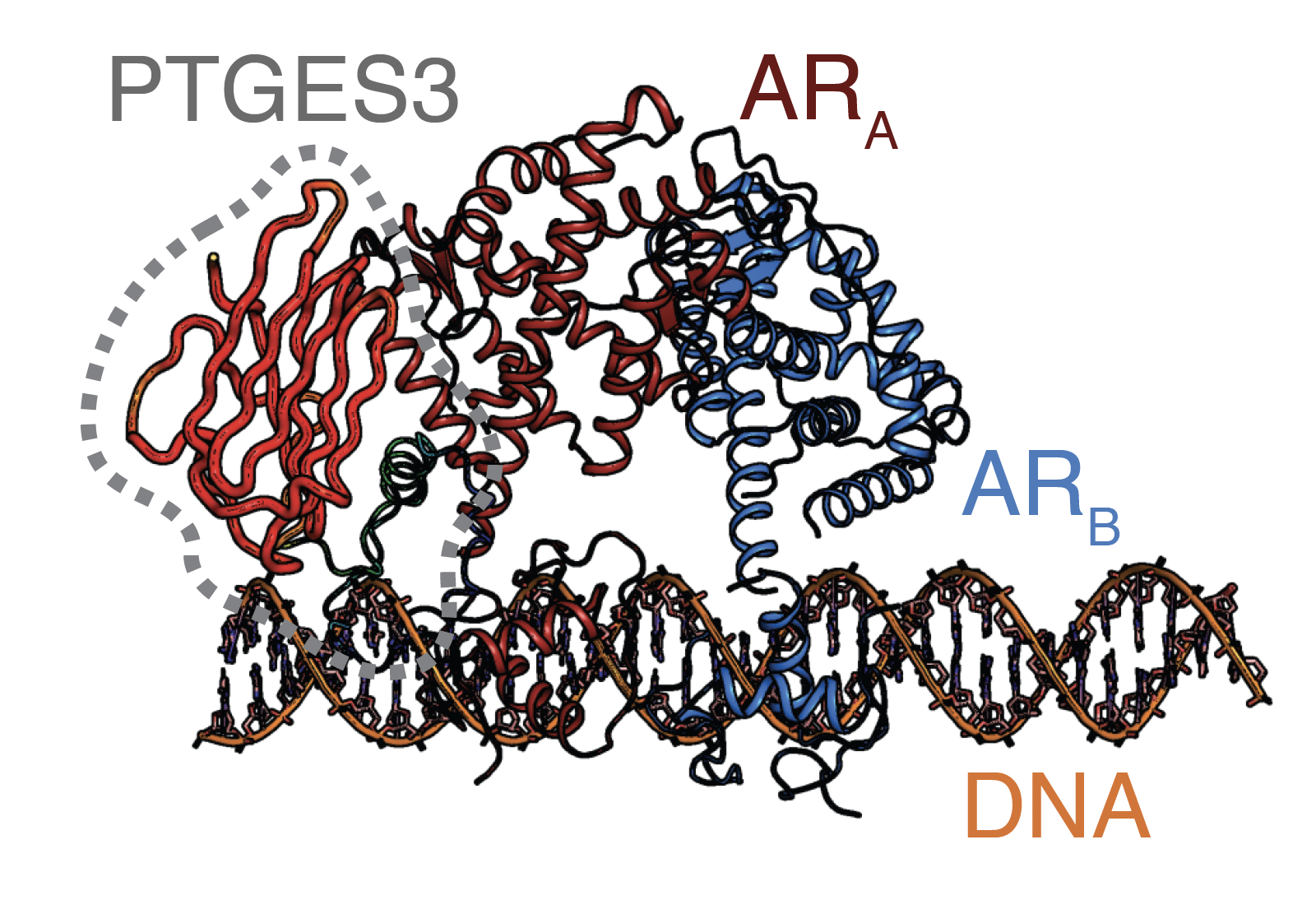 PTGES3 structure (credit: Li et al.)