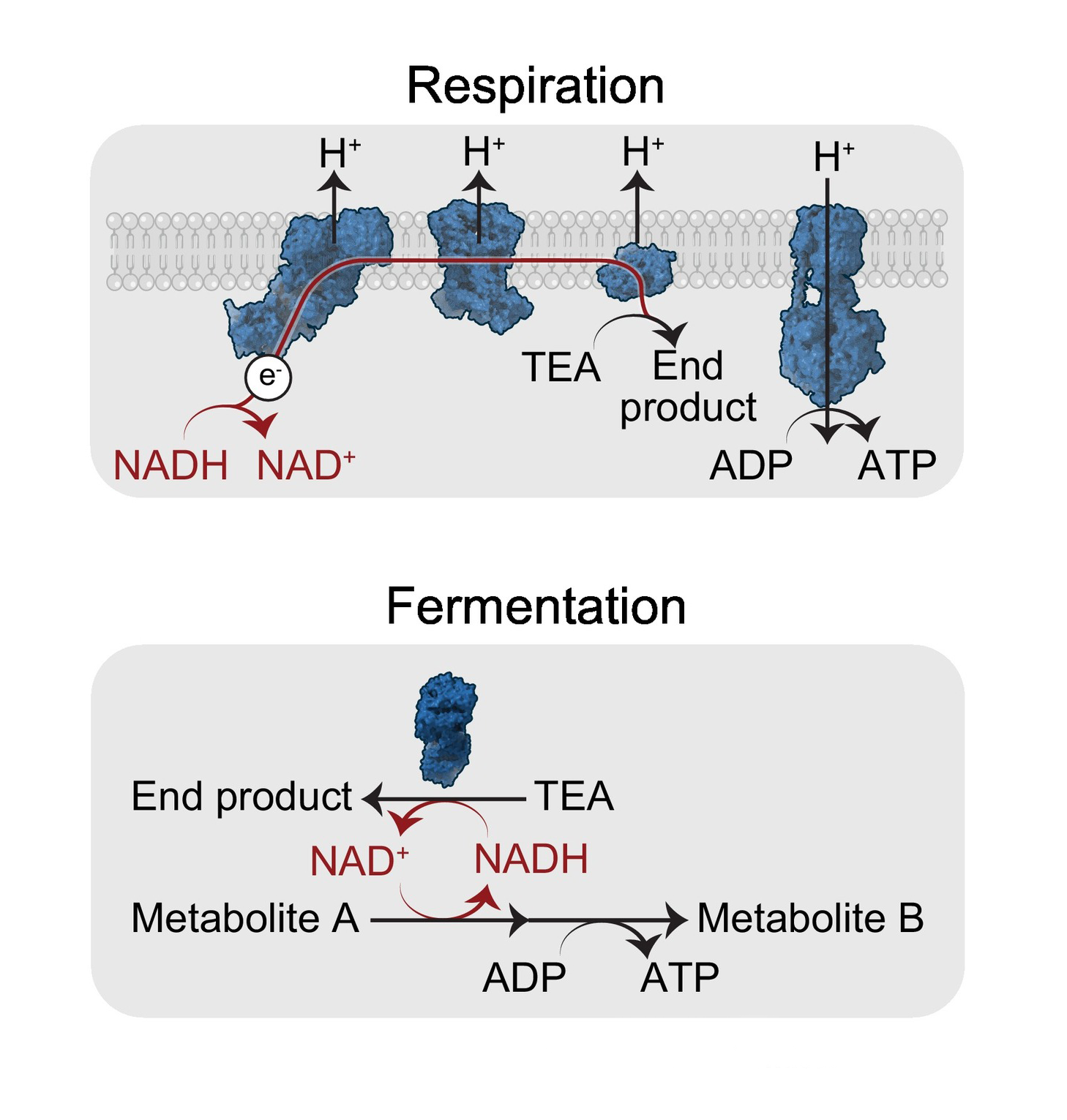 Respiration and fermentation are the two categories of pathways for maintaining electron flow