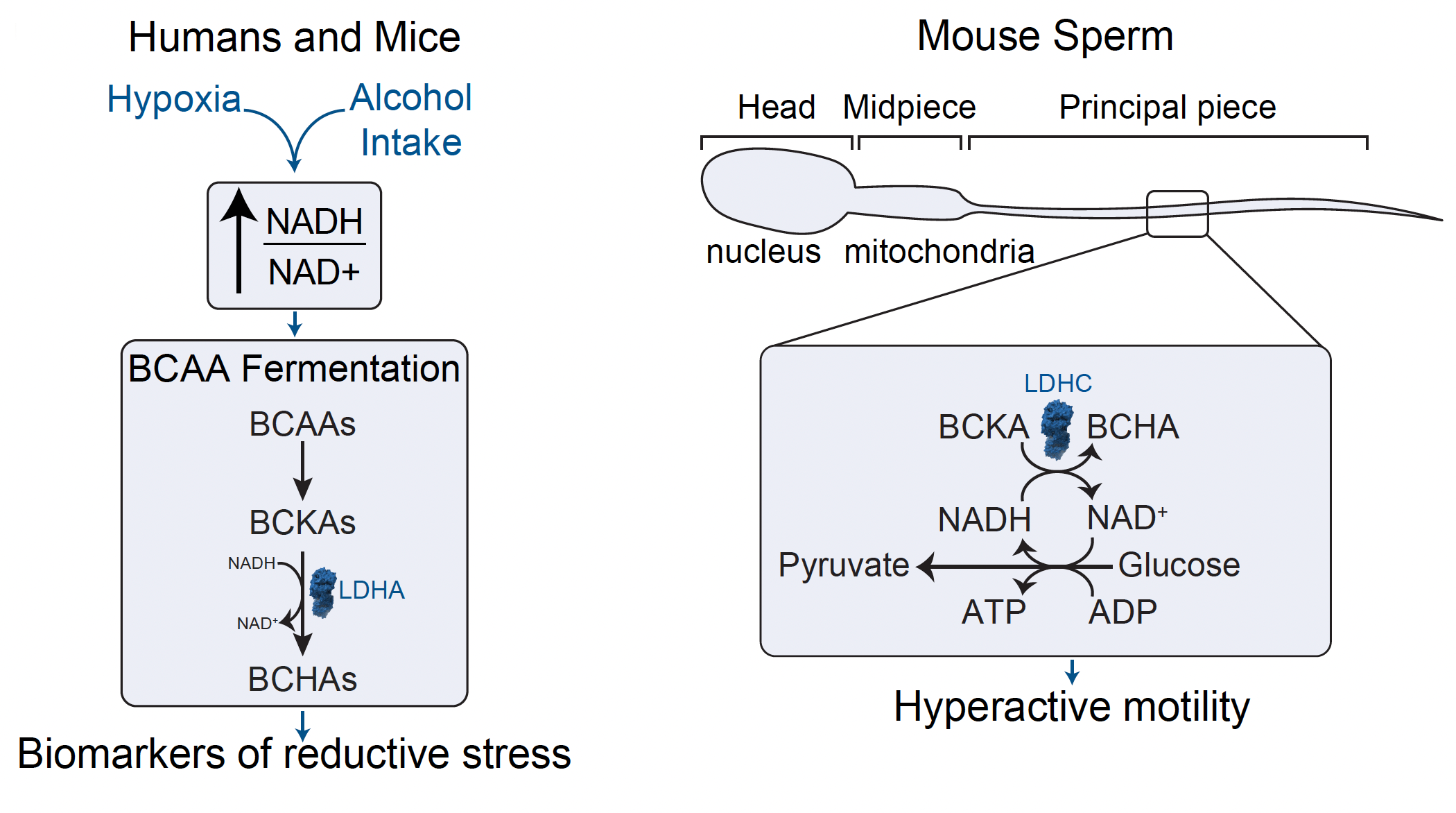 BCAA fermentation as a biomarker of reductive stress in humans and mice and as an electron sink facilitating hyperactive motility in mouse sperm