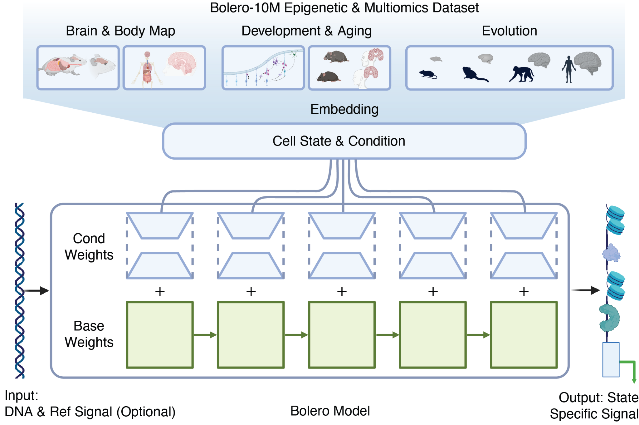 Bolero uses cell-state embeddings from the Bolero-10M Epigenetic & Multiomics dataset to condition a DNA sequence model and predict state-specific signals.