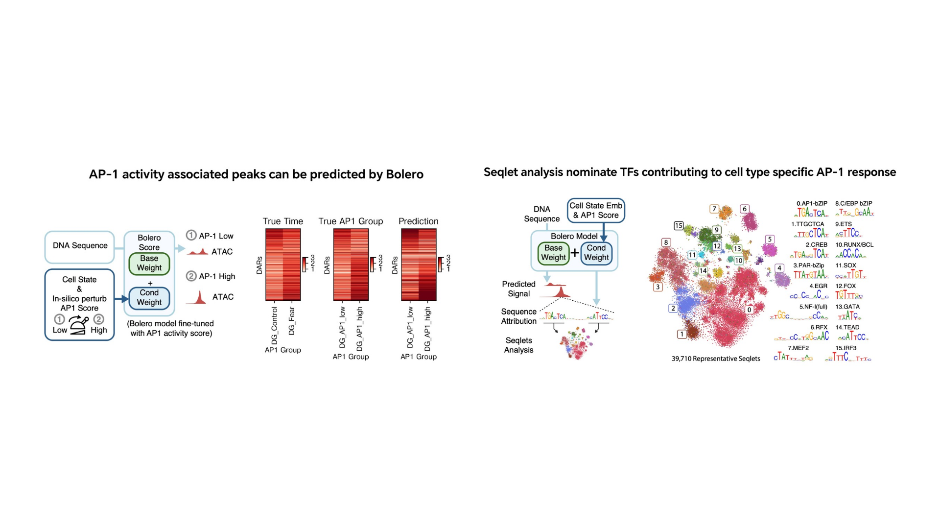 Bolero predicts differences in DNA accessibility between high and low AP-1 activity in DG neurons (left) and identifies cell-type-specific transcription factors (right).