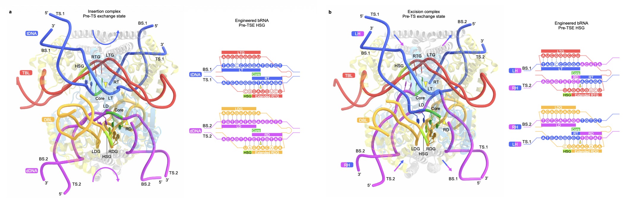 Bridge recombinase insertion and excision complexes