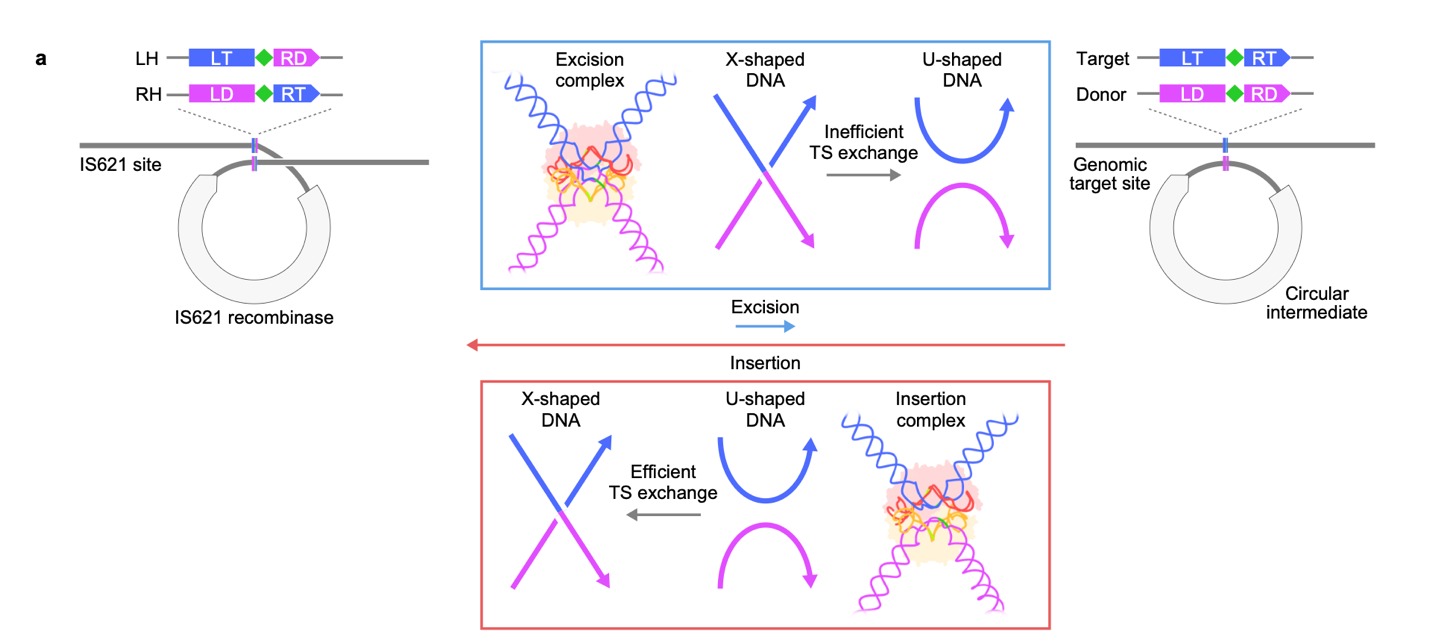 DNA geometry during bridge recombinase insertion and excision