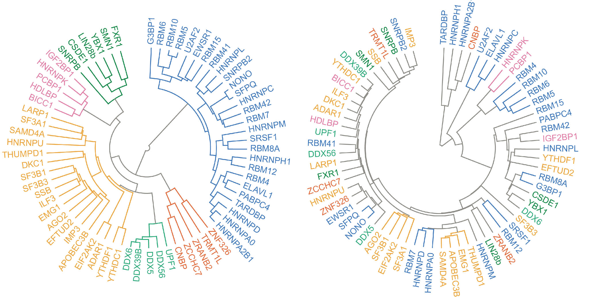 RNA-binding proteins grouped by their protein sequences (left) and by the RNA sequences they bind (right).