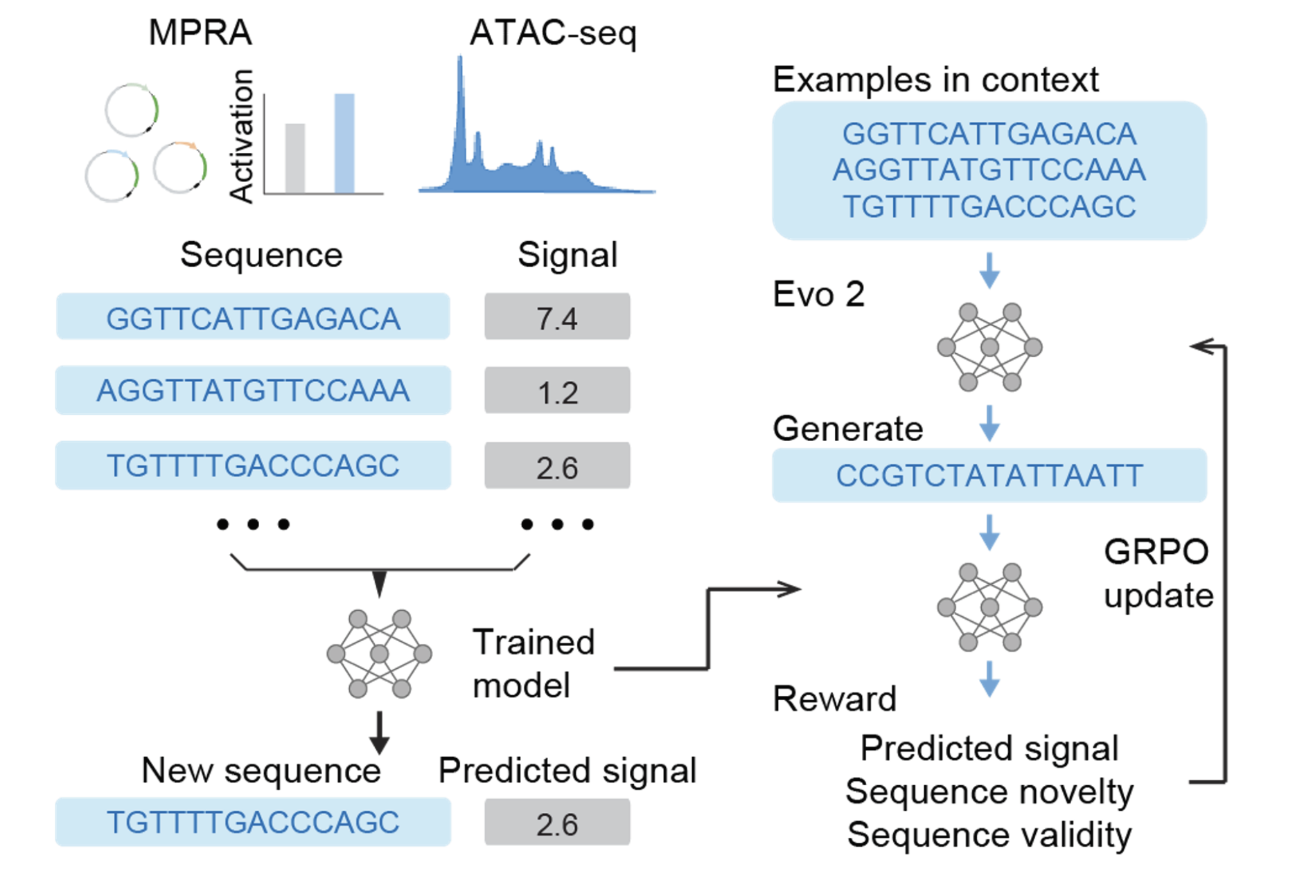 Reinforcement learning uses sequence-to-function models as rewards for Evo 2.