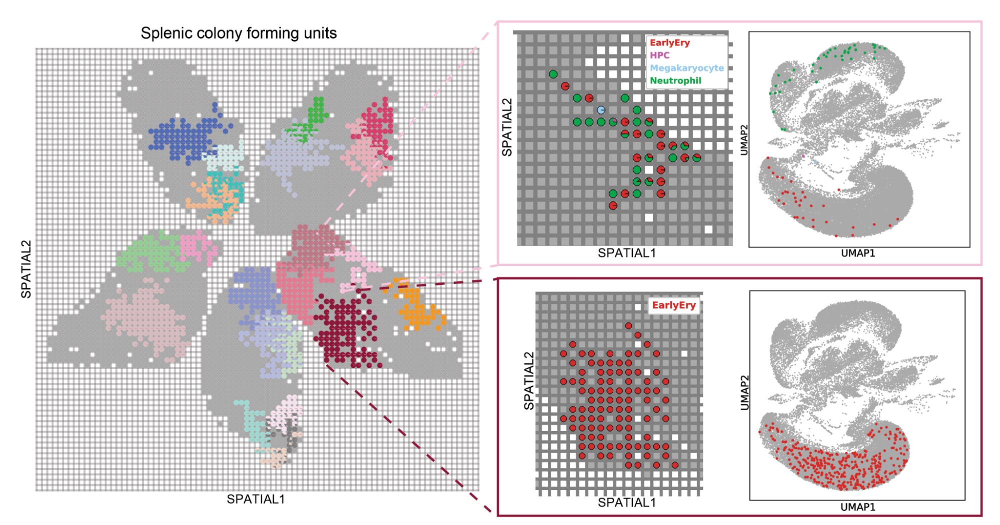 Splenic colony forming units mapped by PerturbSpace