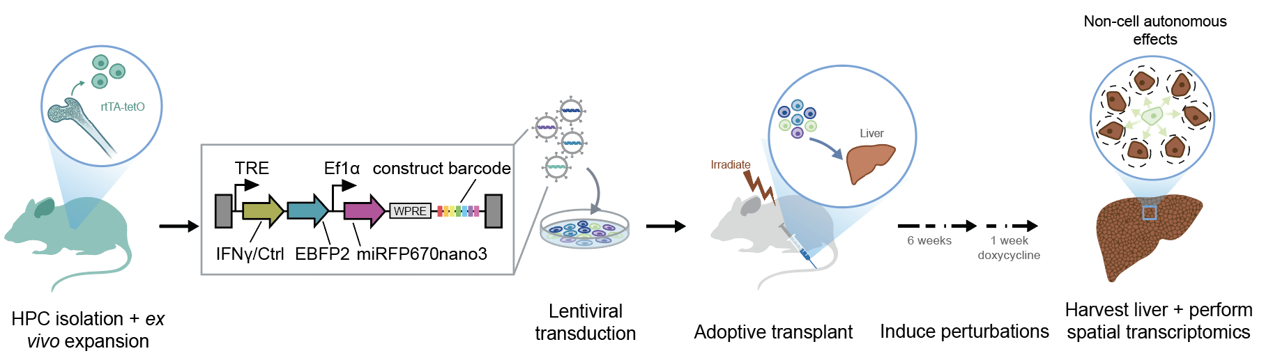 Workflow for profiling perturbed neighborhoods in the liver