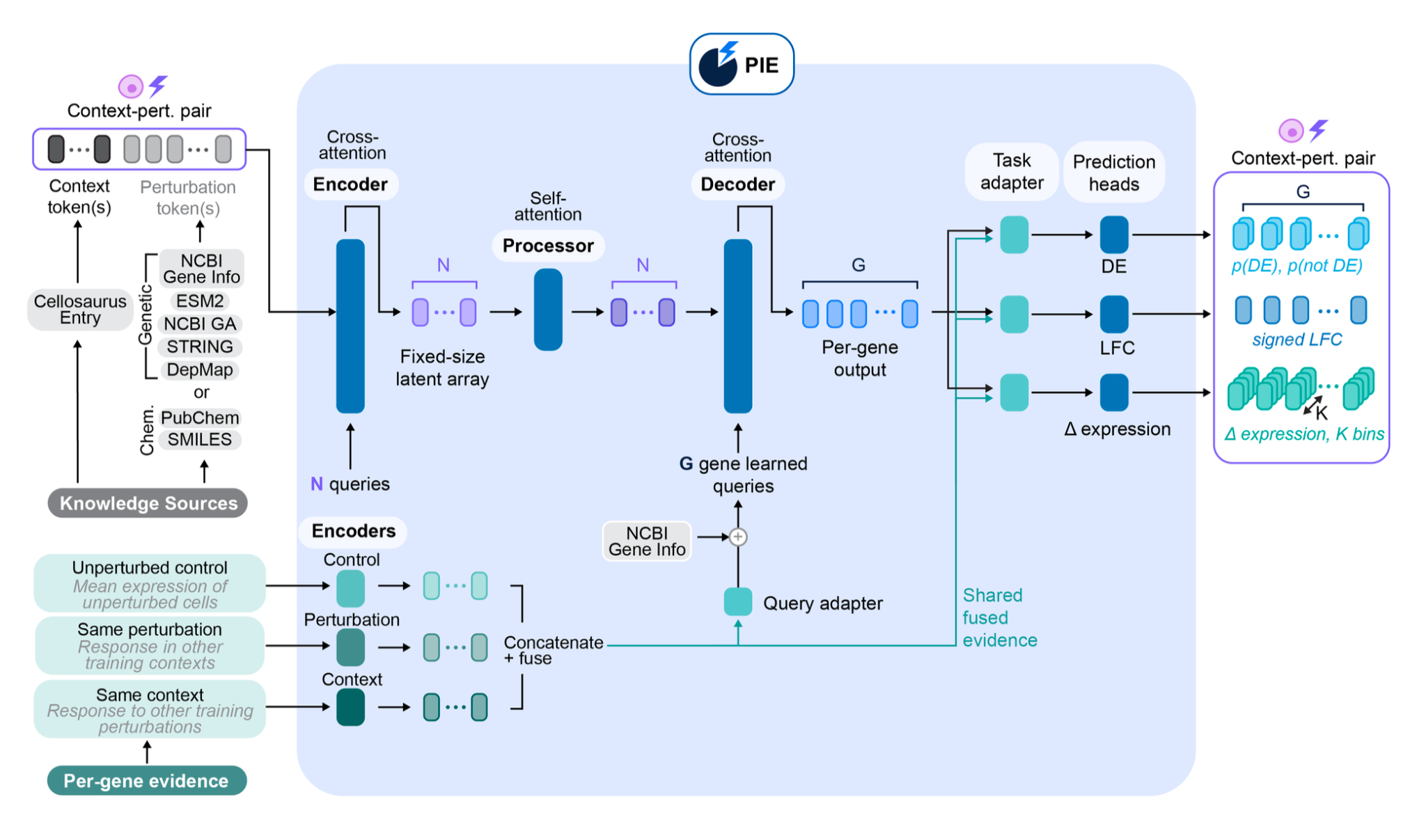 PIE model architecture, from biological knowledge sources and per-gene evidence to perturbation response predictions.