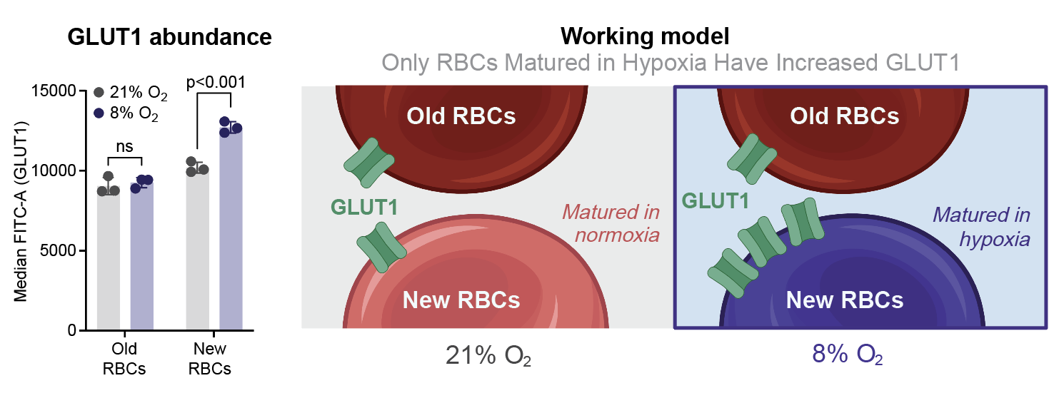 GLUT1 abundance in old vs new RBCs under normoxia and hypoxia, and working model showing only RBCs matured in hypoxia have increased GLUT1