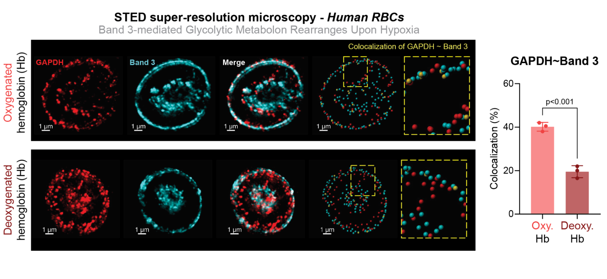 STED super-resolution microscopy of human RBCs showing Band 3-mediated glycolytic metabolon rearranges upon hypoxia