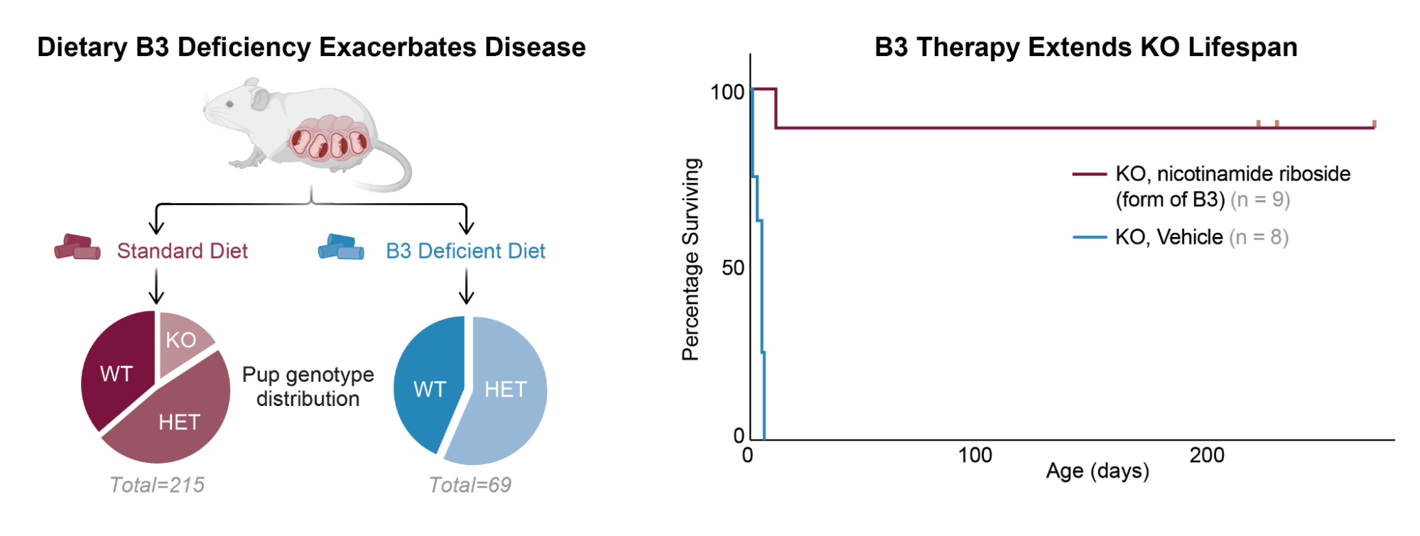 Left: Dietary B3 deficiency exacerbates NAXD disease in mice. Right: B3 therapy with nicotinamide riboside extends knockout mouse lifespan dramatically.
